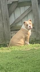 Reunited Female Dog last seen Sellers park, Oklahoma City, OK 73159
