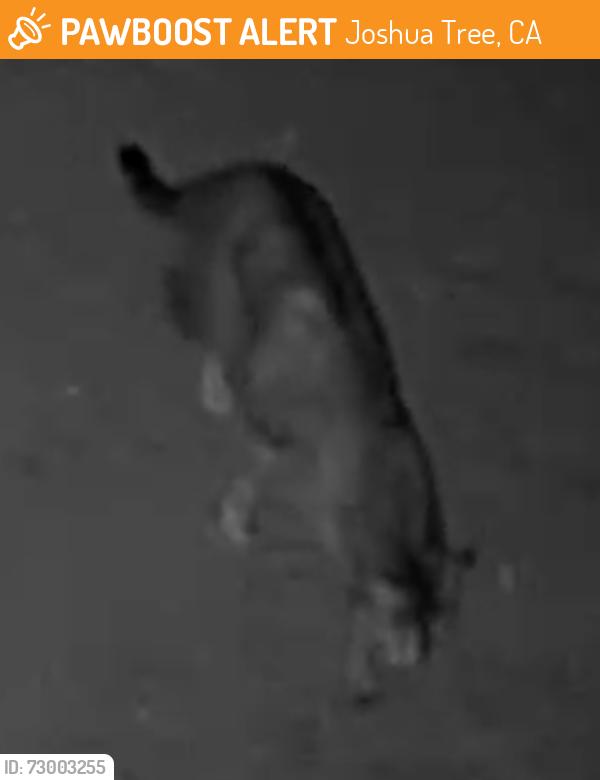 Found/Stray Unknown Cat last seen Sunset and Capilla Drive, Joshua Tree, CA 92252