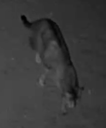 Found/Stray Unknown Cat last seen Sunset and Capilla Drive, Joshua Tree, CA 92252