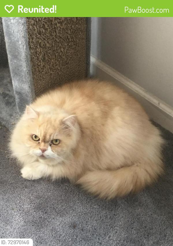 Reunited Male Cat last seen Captain Milton e major and wildwood ave , Bensalem, PA 19020