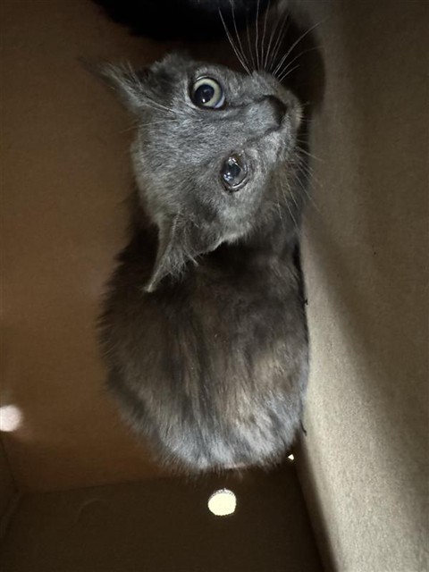 Shelter Stray Female Cat last seen PARK RANCH WAY & LYNHOLLEN WAY, 2127 Front St, Sacramento, CA 95818, USA