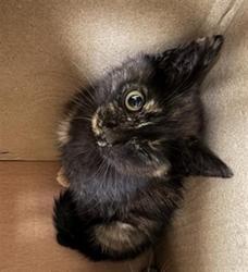 Shelter Stray Female Cat last seen PARK RANCH WAY & LYNHOLLEN WAY, 2127 Front St, Sacramento, CA 95818, USA
