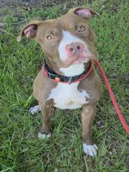 Shelter Stray Male Dog last seen Near BLOCK NE 7 ST, HALLANDALE FL 33009, 2400 SW 42nd St, Fort Lauderdale, FL 33312, USA
