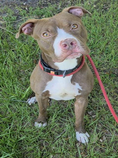Shelter Stray Male Dog last seen Near BLOCK NE 7 ST, HALLANDALE FL 33009, 2400 SW 42nd St, Fort Lauderdale, FL 33312, USA
