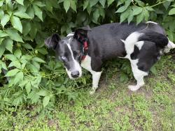 Found/Stray Male Dog last seen This male dog came walking up to me at a hse. I’m working at at 515 W. Bridge St., Weatherford., Weatherford, TX 76086