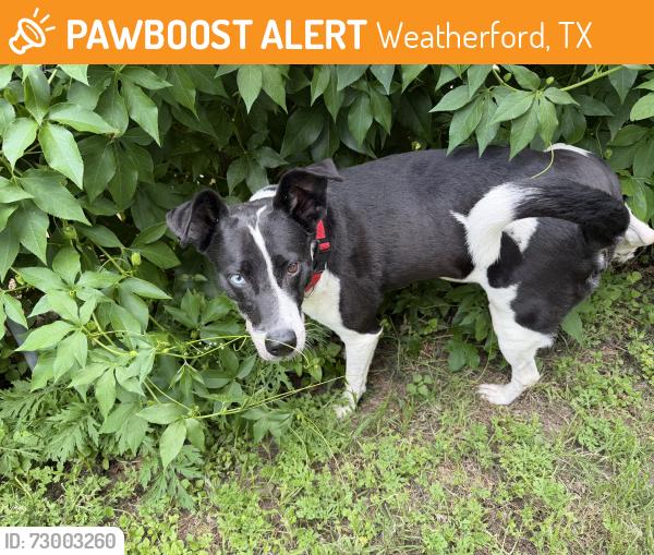 Found/Stray Male Dog last seen This male dog came walking up to me at a hse. I’m working at at 515 W. Bridge St., Weatherford., Weatherford, TX 76086