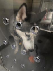 Shelter Stray Male Dog last seen CHRISTMAS TREE LN BAKERSFIELD, 201 S Mt Vernon Ave, Bakersfield, CA 93307, USA