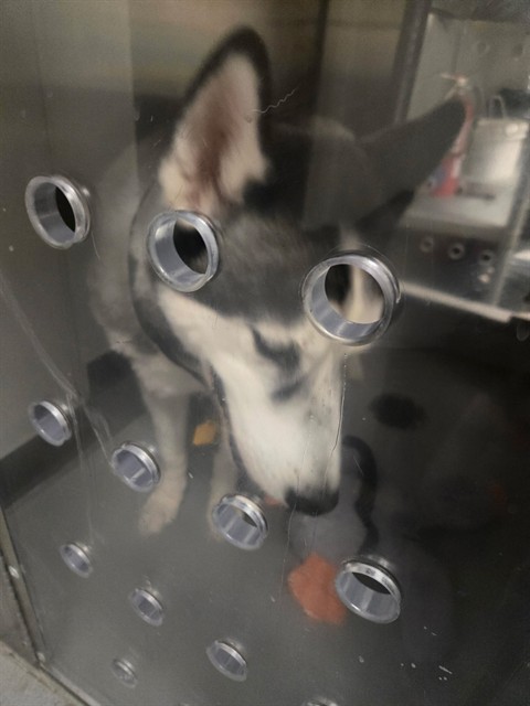 Shelter Stray Male Dog last seen CHRISTMAS TREE LN BAKERSFIELD, 201 S Mt Vernon Ave, Bakersfield, CA 93307, USA