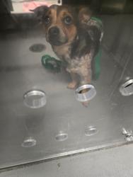 Shelter Stray Male Dog last seen CHRISTMAS TREE BAKERSFIELD, 201 S Mt Vernon Ave, Bakersfield, CA 93307, USA