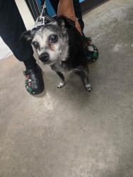 Shelter Stray Female Dog last seen KENNEDY ST BAKERSFIELD, 201 S Mt Vernon Ave, Bakersfield, CA 93307, USA