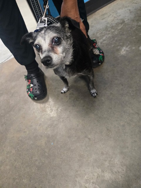 Shelter Stray Female Dog last seen KENNEDY ST BAKERSFIELD, 201 S Mt Vernon Ave, Bakersfield, CA 93307, USA