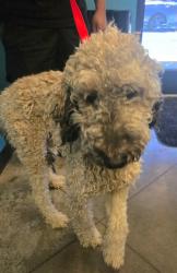 Shelter Stray Female Dog last seen UNKNOWN BAKERSFIELD, 201 S Mt Vernon Ave, Bakersfield, CA 93307, USA