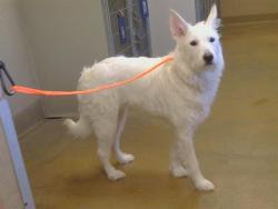 Shelter Stray Female Dog last seen 47TH AVE/ HWY 99, 95824, 3839 Bradshaw Rd, Sacramento, CA 95827, USA