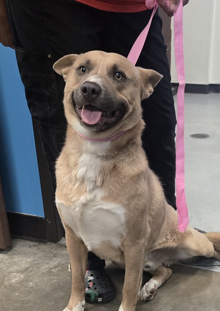 Shelter Stray Male Dog last seen BROOKSTONE CT BAKERSFIELD, 201 S Mt Vernon Ave, Bakersfield, CA 93307, USA