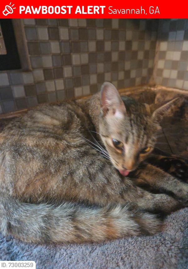 Lost Female Cat last seen Anderson st off trumen, Savannah, GA 31404