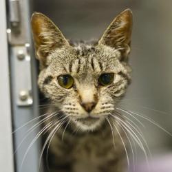 Shelter Stray Female Cat last seen Near BLOCK LILLITA CT, 4710 TX-151, San Antonio, TX 78227, USA