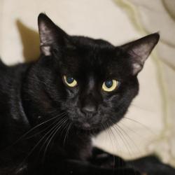 Shelter Stray Male Cat last seen Near BLOCK BABCOCK RD, 4710 TX-151, San Antonio, TX 78227, USA