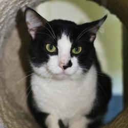 Shelter Stray Male Cat last seen Near BLOCK BABCOCK RD, 4710 TX-151, San Antonio, TX 78227, USA