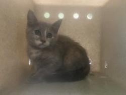 Shelter Stray Female Cat last seen , 1850 W 60th St, Los Angeles, CA 90047, USA