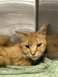 Shelter Stray Male Cat last seen Near BLOCK PASADENA, 4710 TX-151, San Antonio, TX 78227, USA