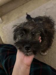 Lost Female Dog last seen Near W Brill St Phoenix, AZ  85043 United States, Phoenix, AZ 85043