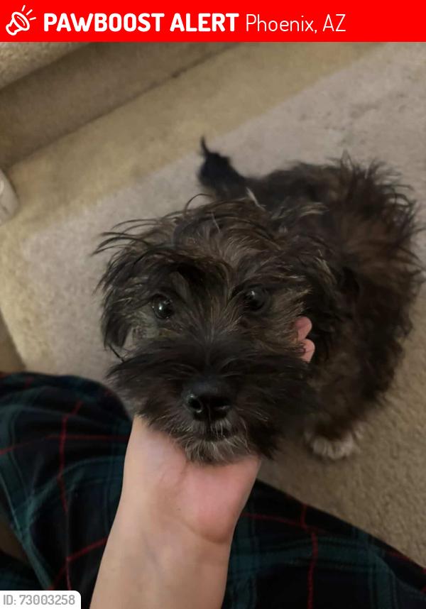 Lost Female Dog last seen Near W Brill St Phoenix, AZ  85043 United States, Phoenix, AZ 85043