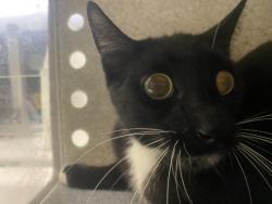 Shelter Stray Male Cat last seen , 1850 W 60th St, Los Angeles, CA 90047, USA