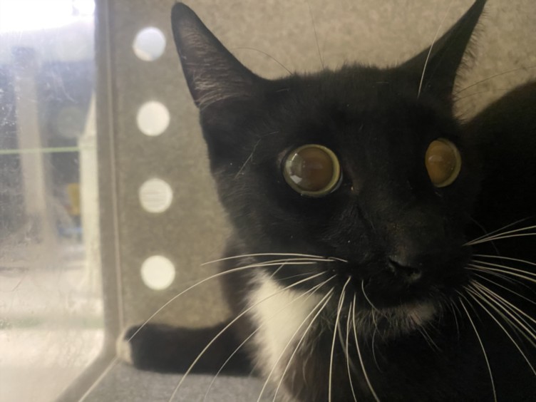 Shelter Stray Male Cat last seen , 1850 W 60th St, Los Angeles, CA 90047, USA