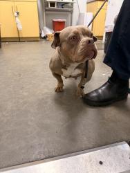 Shelter Stray Female Dog last seen , 1850 W 60th St, Los Angeles, CA 90047, USA