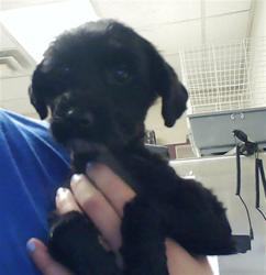 Shelter Stray Female Dog last seen , 4704 Corporation Dr, Fayetteville, NC 28306, USA