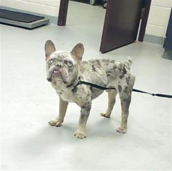 Shelter Stray Male Dog last seen Near CATAWBA ST, FAYETTEVILLE NC 28303, 4704 Corporation Dr, Fayetteville, NC 28306, USA