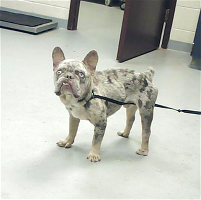 Shelter Stray Male Dog last seen Near CATAWBA ST, FAYETTEVILLE NC 28303, 4704 Corporation Dr, Fayetteville, NC 28306, USA