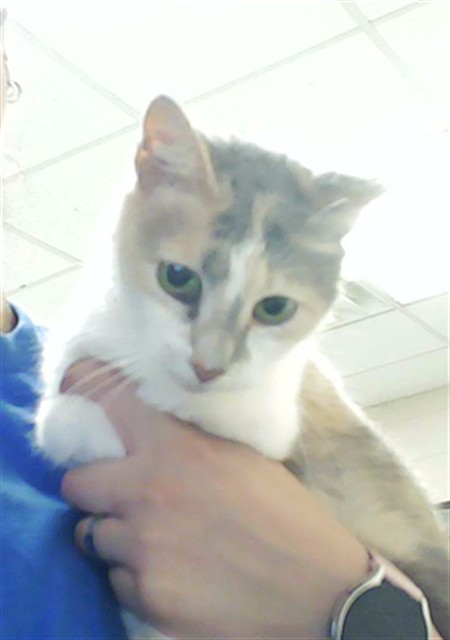 Shelter Stray Female Cat last seen Near BONE CREEK DR, FAYETTEVILLE NC 28314, 4704 Corporation Dr, Fayetteville, NC 28306, USA