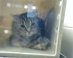 Shelter Stray Unknown Cat last seen Near BONE CREEK DR, FAYETTEVILLE NC 28314, 4704 Corporation Dr, Fayetteville, NC 28306, USA