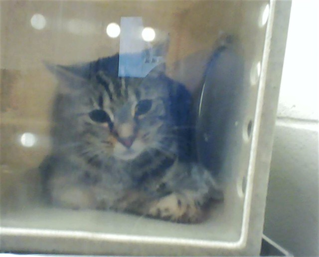 Shelter Stray Unknown Cat last seen Near BONE CREEK DR, FAYETTEVILLE NC 28314, 4704 Corporation Dr, Fayetteville, NC 28306, USA