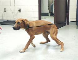Shelter Stray Male Dog last seen Near RAYS LANDING RD, AUTRYVILLE NC 28318, 4704 Corporation Dr, Fayetteville, NC 28306, USA