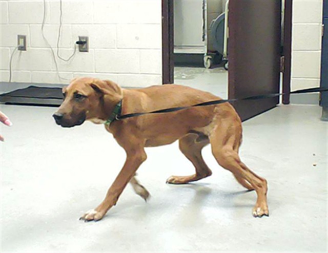 Shelter Stray Male Dog last seen Near RAYS LANDING RD, AUTRYVILLE NC 28318, 4704 Corporation Dr, Fayetteville, NC 28306, USA