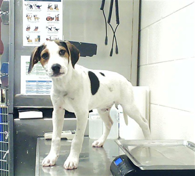 Shelter Stray Male Dog last seen Near BUCKHORN RD, FAYETTEVILLE NC 28304, 4704 Corporation Dr, Fayetteville, NC 28306, USA