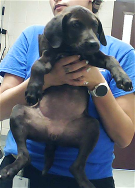 Shelter Stray Female Dog last seen Near BUCKHORN RD, FAYETTEVILLE NC 28304, 4704 Corporation Dr, Fayetteville, NC 28306, USA