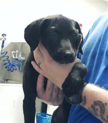 Shelter Stray Male Dog last seen Near BUCKHORN RD, FAYETTEVILLE NC 28304, 4704 Corporation Dr, Fayetteville, NC 28306, USA
