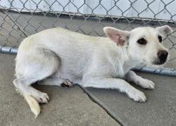 Shelter Stray Female Dog last seen S EDISON RD, ARVIN CA 93203, 3951 Fruitvale Ave, Bakersfield, CA 93308, USA
