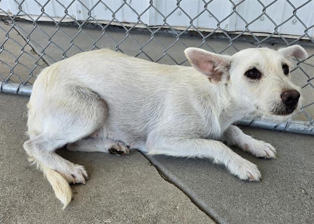Shelter Stray Female Dog last seen S EDISON RD, ARVIN CA 93203, 3951 Fruitvale Ave, Bakersfield, CA 93308, USA