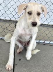 Shelter Stray Female Dog last seen S EDISON RD, ARVIN CA 93203, 3951 Fruitvale Ave, Bakersfield, CA 93308, USA