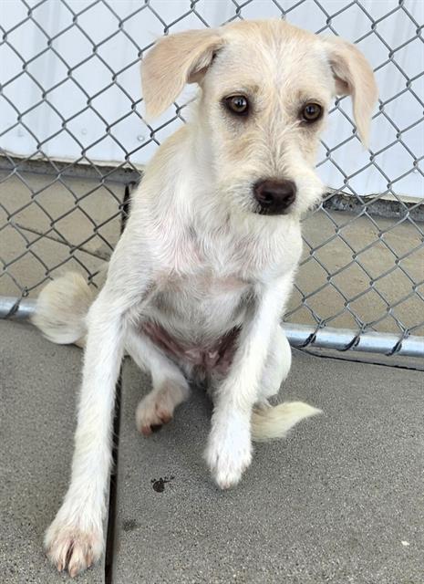 Shelter Stray Female Dog last seen S EDISON RD, ARVIN CA 93203, 3951 Fruitvale Ave, Bakersfield, CA 93308, USA