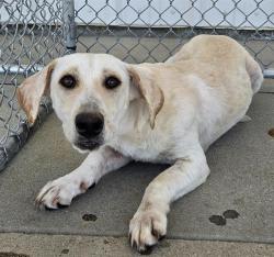 Shelter Stray Male Dog last seen S EDISON RD, ARVIN CA 93203, 3951 Fruitvale Ave, Bakersfield, CA 93308, USA