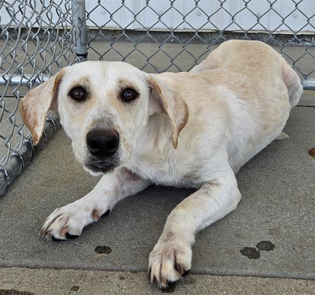 Shelter Stray Male Dog last seen S EDISON RD, ARVIN CA 93203, 3951 Fruitvale Ave, Bakersfield, CA 93308, USA