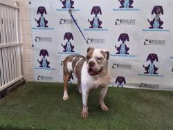 Shelter Stray Male Dog last seen , 2769 Conroy Rd, Orlando, FL 32839, USA