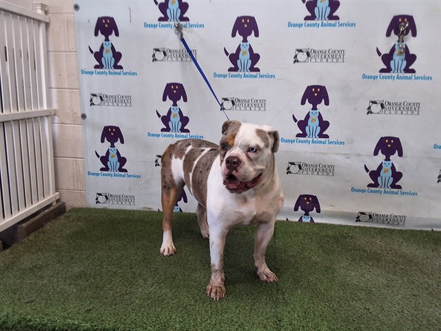 Shelter Stray Male Dog last seen , 2769 Conroy Rd, Orlando, FL 32839, USA