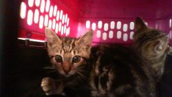 Shelter Stray Male Cat last seen CHARLOTTE, 8315 Byrum Dr, Charlotte, NC 28217, USA