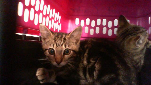 Shelter Stray Male Cat last seen CHARLOTTE, 8315 Byrum Dr, Charlotte, NC 28217, USA